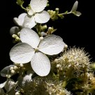 Flowering bright white bush